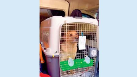 વાઇરલ વિડીયોમાંથી સ્ક્રીનશૉટ