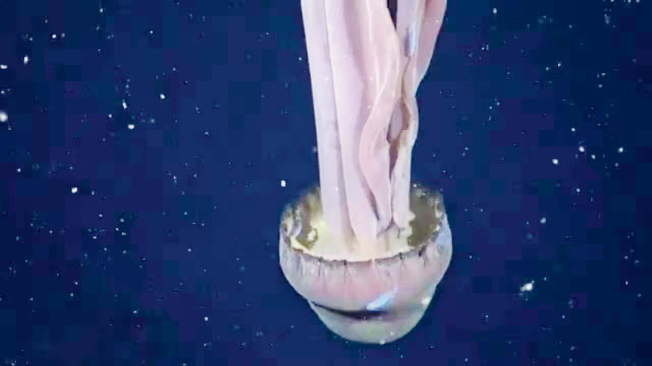 વાઇરલ વિડીયોમાંથી સ્ક્રીનશૉટ