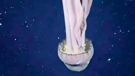 સમુદ્રમાં ૩૩ ફુટનો એલિયન જીવ જોવા મળ્યો