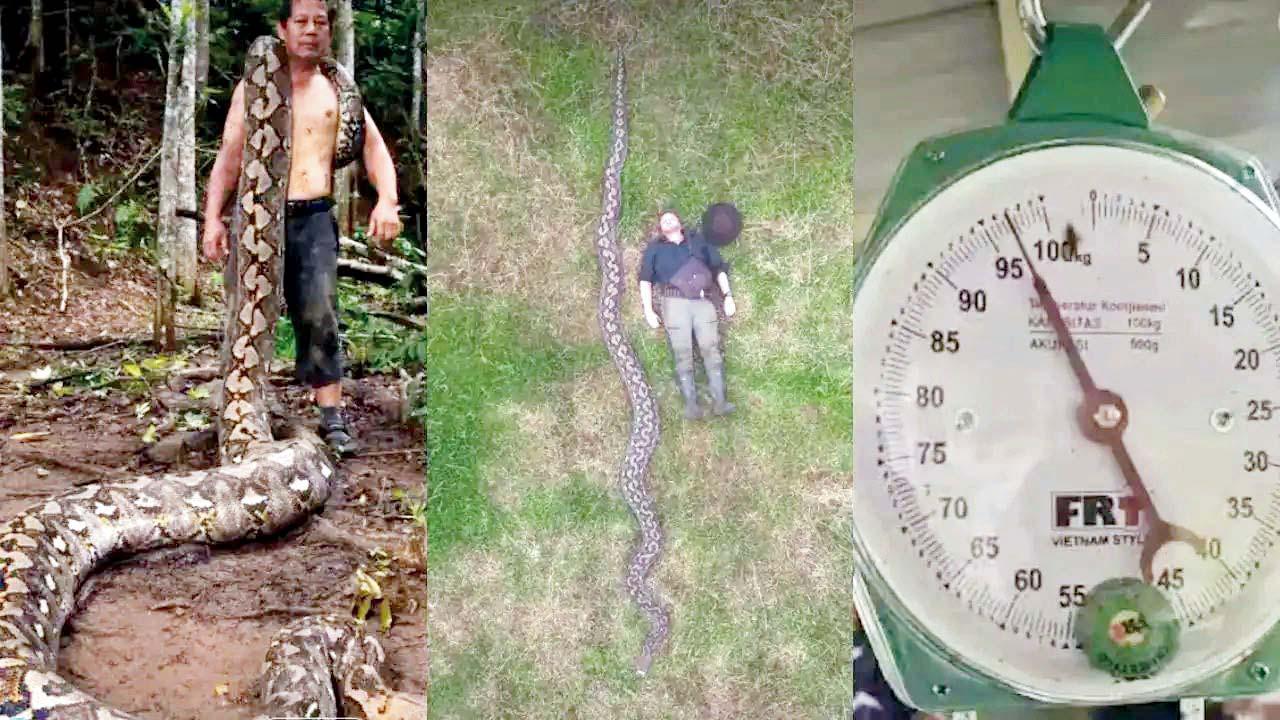 વિશાળકાય અજગર