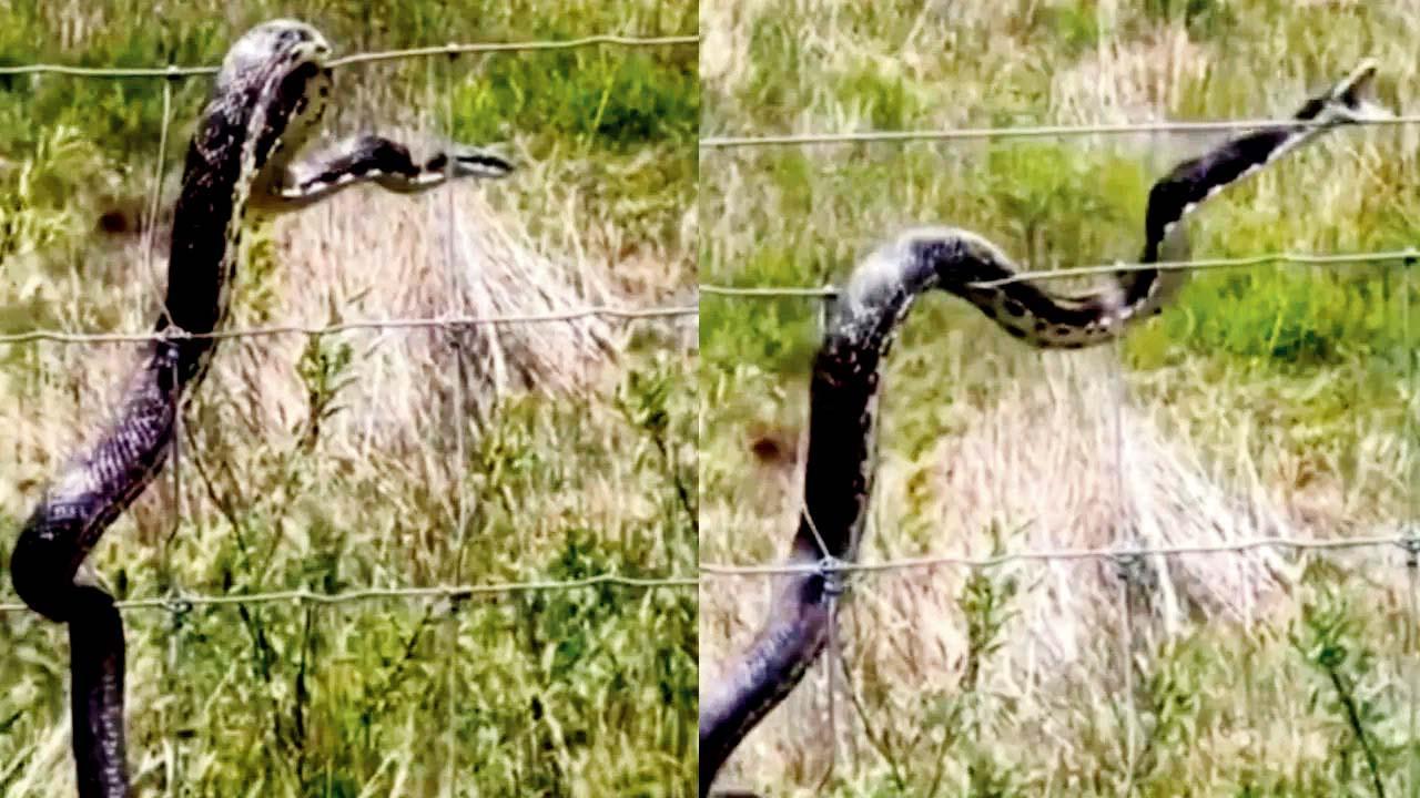 વાઇરલ વિડીયોમાંથી સ્ક્રીનશૉટ