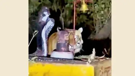 વાઇરલ વિડીયોમાંથી સ્ક્રીનશૉટ