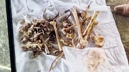 માનવ-અવશેષ