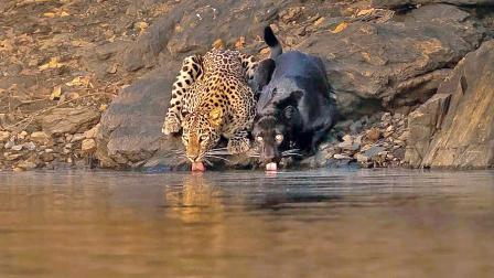 આ વિડિયોને એક મિલ્યનથી વધુ વ્યુ મળ્યા હતા