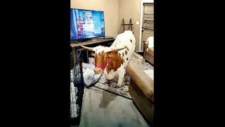 ટીવી જોવાનો ચસકો હોવાથી રોજ બપોરે આ ગાય ઘરમાં ઘૂસી જાય છે