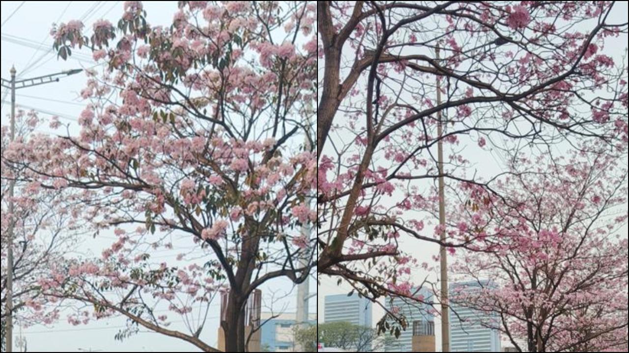 ફાઈલ તસવીર