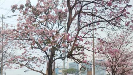 ઘાટકોપર-થાણે એલિવેટેડ રોડ માટે મુંબઈમાં 700થી વધુ `ચેરી બ્લૉસમ` ઝાડ કપાશે