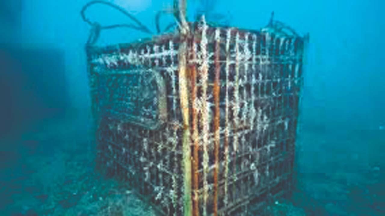 વાઇરલ વિડીયોમાંથી સ્ક્રીનશૉટ