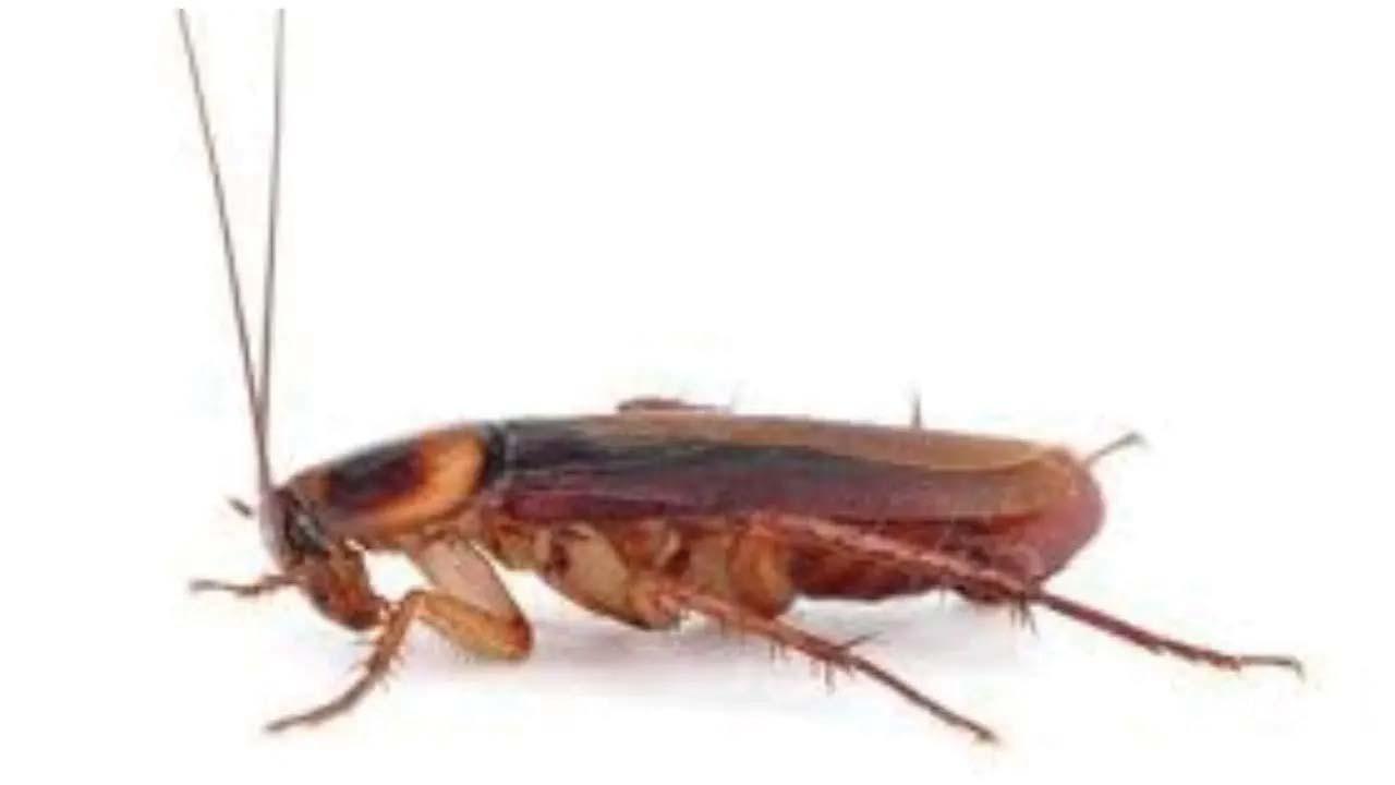 પ્રતીકાત્મક તસવીર