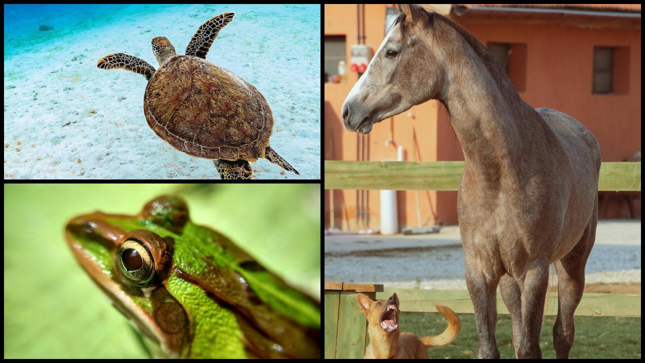 પ્રતિકાત્મક ફાઇલ તસવીર