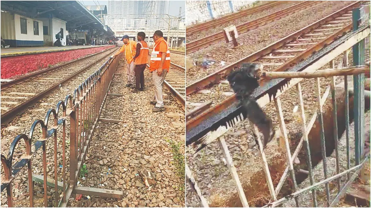 પ્લૅટફૉર્મ પાસેની અને પાટા પાસેની ફેન્સિંગને ઇન્ડસ્ટ્રિયલ ગ્રીસ લગાવતા વેસ્ટર્ન રેલવેના કર્મચારીઓ.