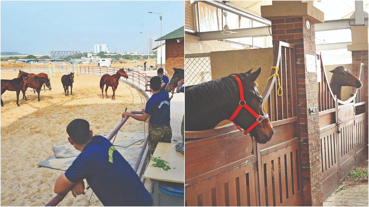 મરોલ પોલીસ-કૅમ્પનો તબેલો છે ઘોડાનું નવું ઘર. તસવીર : સૈયદ સમીર અબેદી