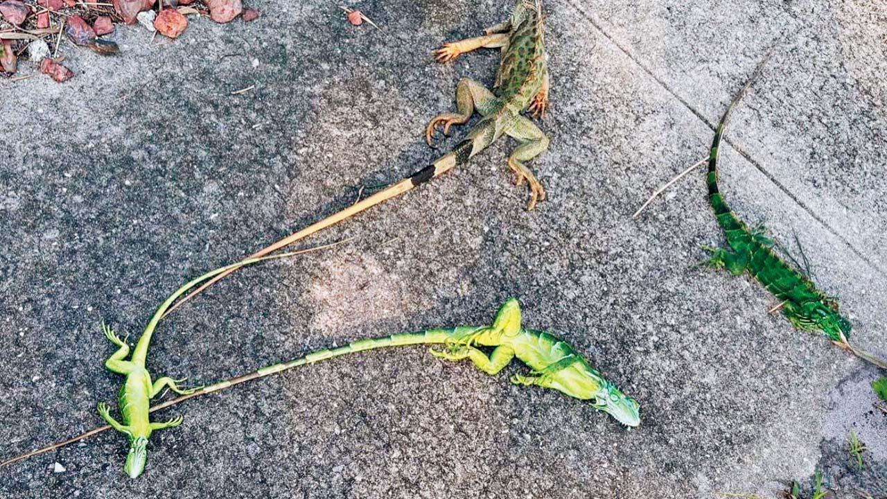 મોટી ગરોળીઓની તબિયત બગડવા લાગી