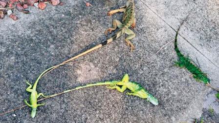 મોટી ગરોળીઓની તબિયત બગડવા લાગી