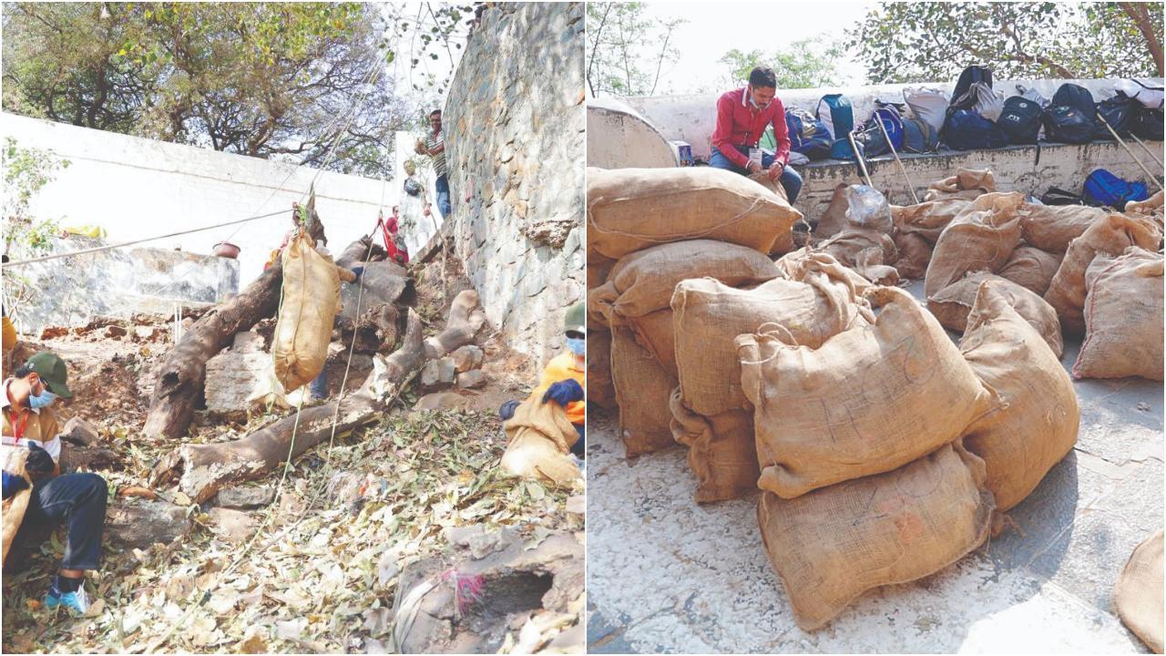 રામપોળ પાસે ખીણમાં ઊતરીને નિર્માલ્ય ભેગું કરતા યુવા શ્રાવકો, ગિરિરાજ પરથી ઉતારીને ભેગો કરવામાં આવેલો કચરો.