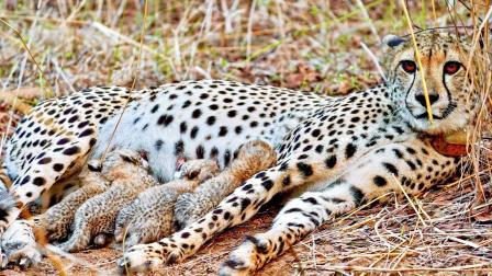 થોડા દિવસ પહેલાં ગામિની નામની ચિત્તાએ કુનો નૅશનલ પાર્કમાં ૩ બચ્ચાંને જન્મ આપ્યો હોવાના સમાચાર હતા, પરંતુ ગઈ કાલે નૅશનલ પાર્કે જણાવ્યું હતું કે ગામિનીએ ૪ બચ્ચાંને જન્મ આપ્યો હતો. ચારેય બચ્ચાંનો વિકાસ સરસ રીતે થઈ રહ્યો છે. 