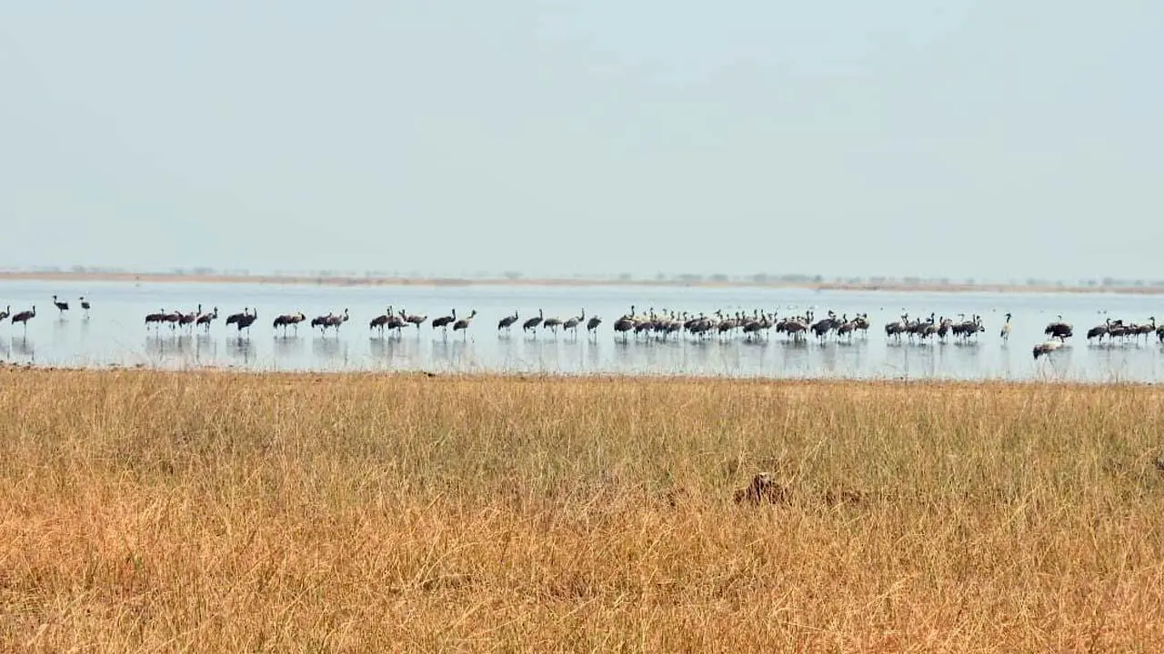 કચ્છનું છારી ઢંઢ પક્ષી-અભયારણ્ય બન્યું રામસર સાઇટ