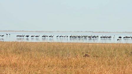 છારી ઢંઢમાં આવેલાં પક્ષીઓ. 