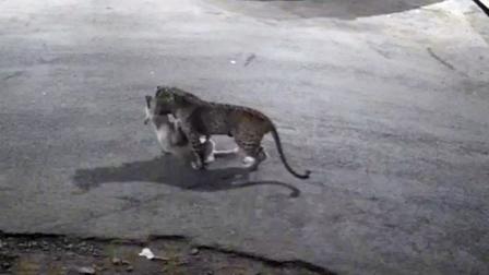 મુલુંડમાં CCTV કૅમેરાના ફુટેજમાં જોવા મળેલો દીપડો