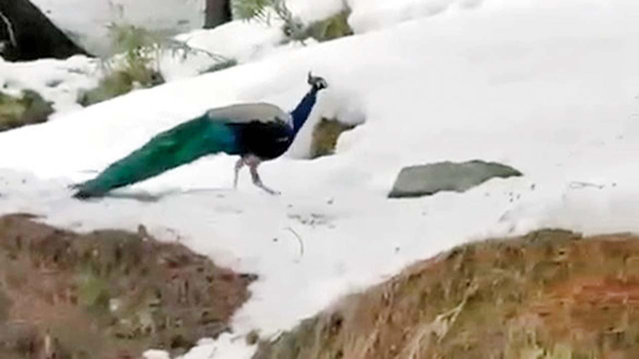 વાઇરલ તસવીર