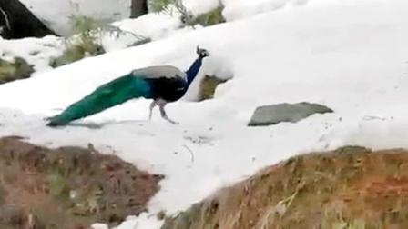 વાઇરલ તસવીર