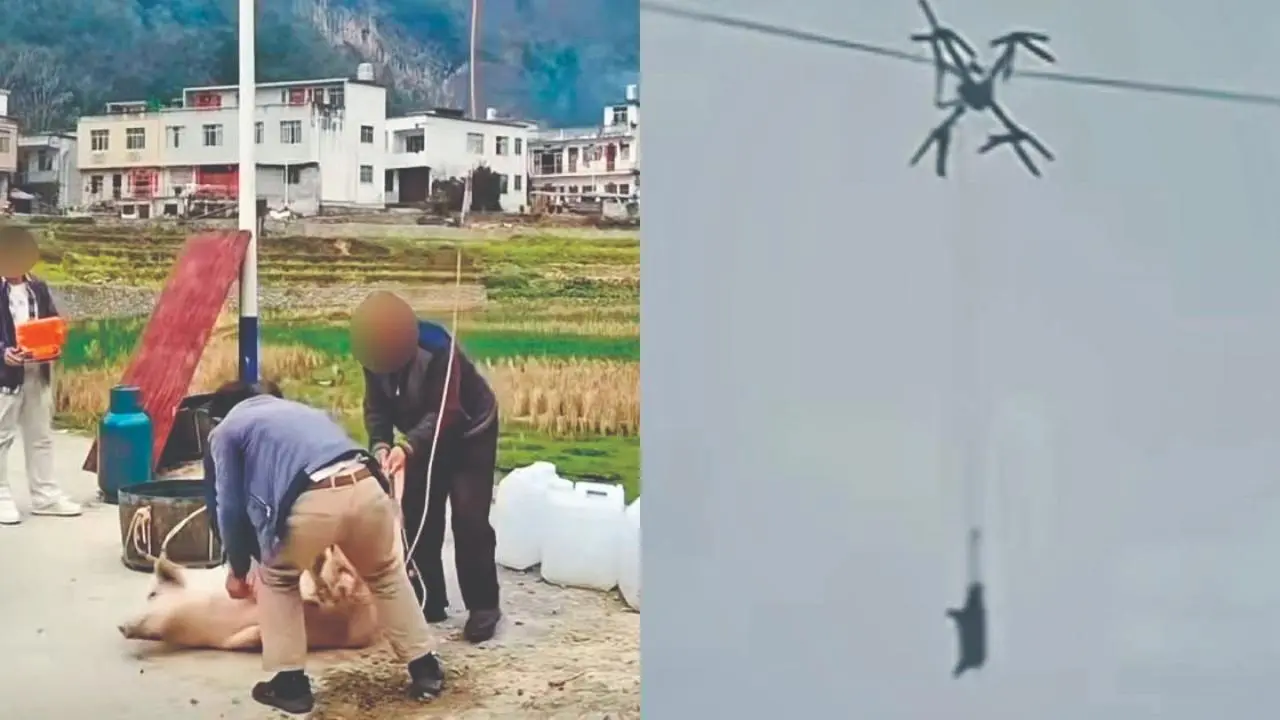 ખેડૂતે ડ્રોનમાં ડુક્કરને કતલખાને મોકલ્યું