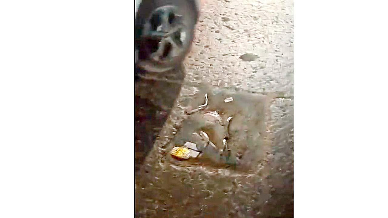 ઘોડબંદર રોડ પર રસ્તામાંથી બહાર આવી ગયેલા સળિયા બાઇકરો માટે ચિંતાનો વિષય બન્યા છે. 