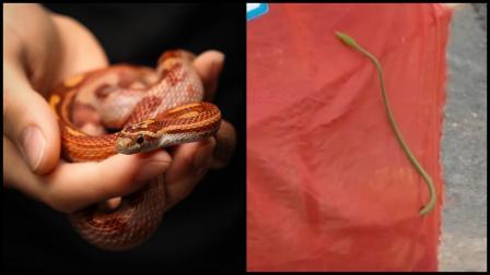 વાયરલ વીડિયોમાંથી સ્ક્રીન શૉટ (તસવીર: સોશિયલ મીડિયા)