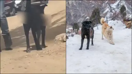 વાયરલ વીડિયોમાંથી સ્ક્રીન શૉટ (તસવીર: સોશિયલ મીડિયા)