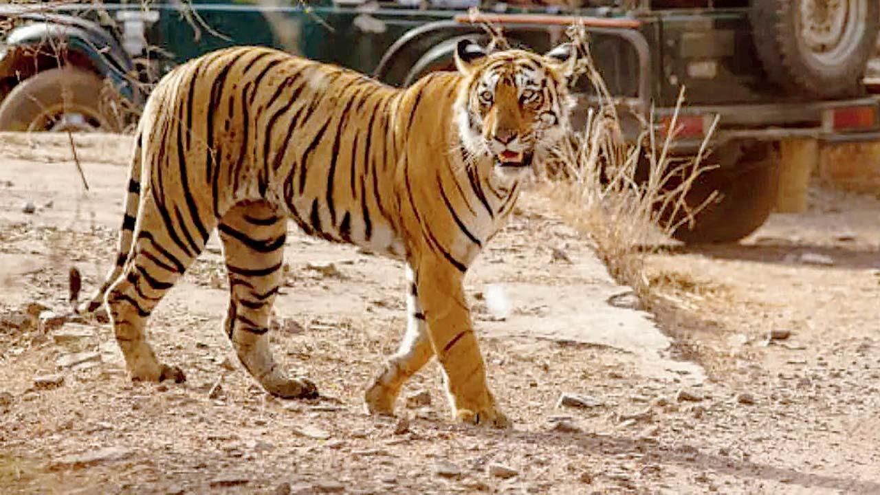 રણથંભોર ટાઇગર રિઝર્વ