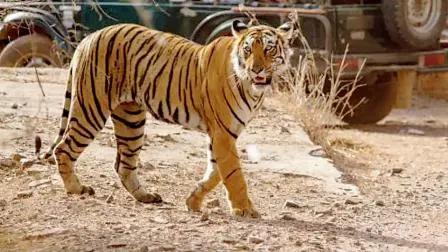 રણથંભોર ટાઇગર રિઝર્વ