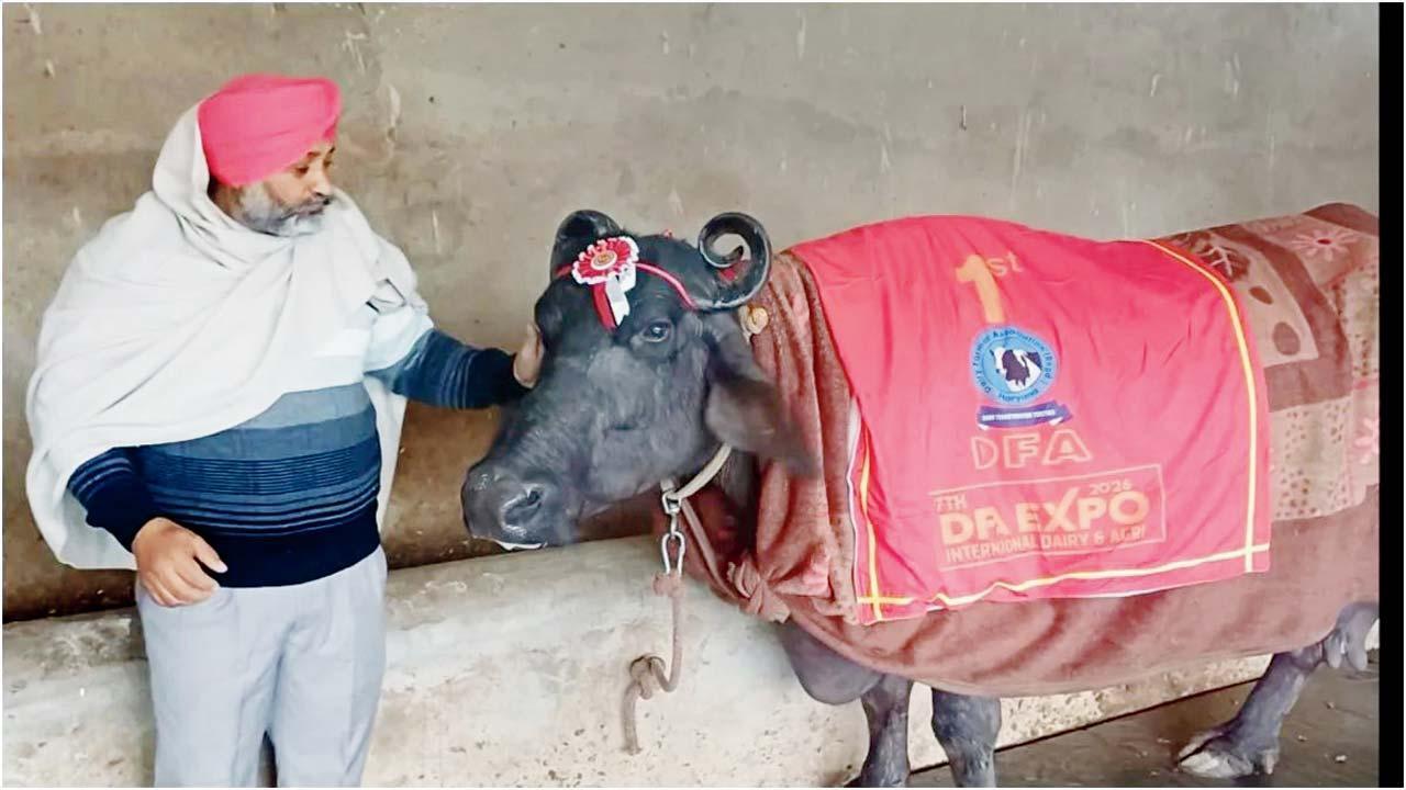 આ છે એ ભેંસ