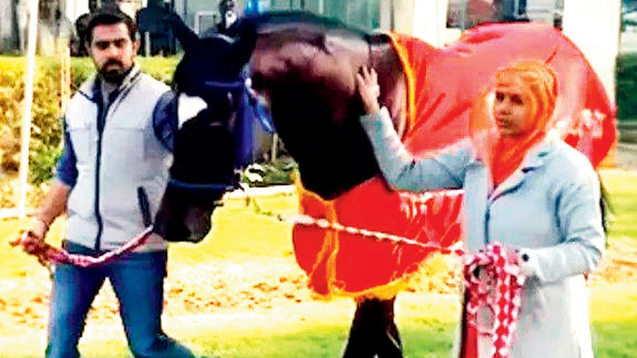 ઇન્ટરનૅશનલ રૅન્કિંગમાં ૧૦૨મો રૅન્ક ધરાવતા ‘અશ્વ જોહનિસબર્ગ’એ ૩૮ આંતરરાષ્ટ્રીય રેસમાં ભાગ લીધો છે