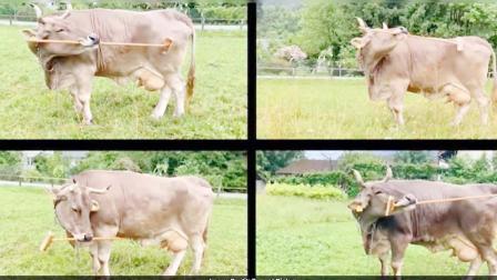 ઑસ્ટ્રિયાની વેરોનિકા નામની ગાય