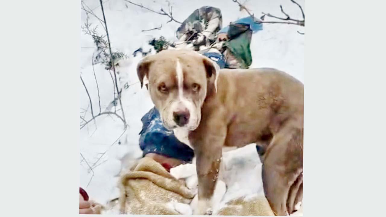 વાઇરલ વિડીયોમાંથી સ્ક્રીનશૉટ