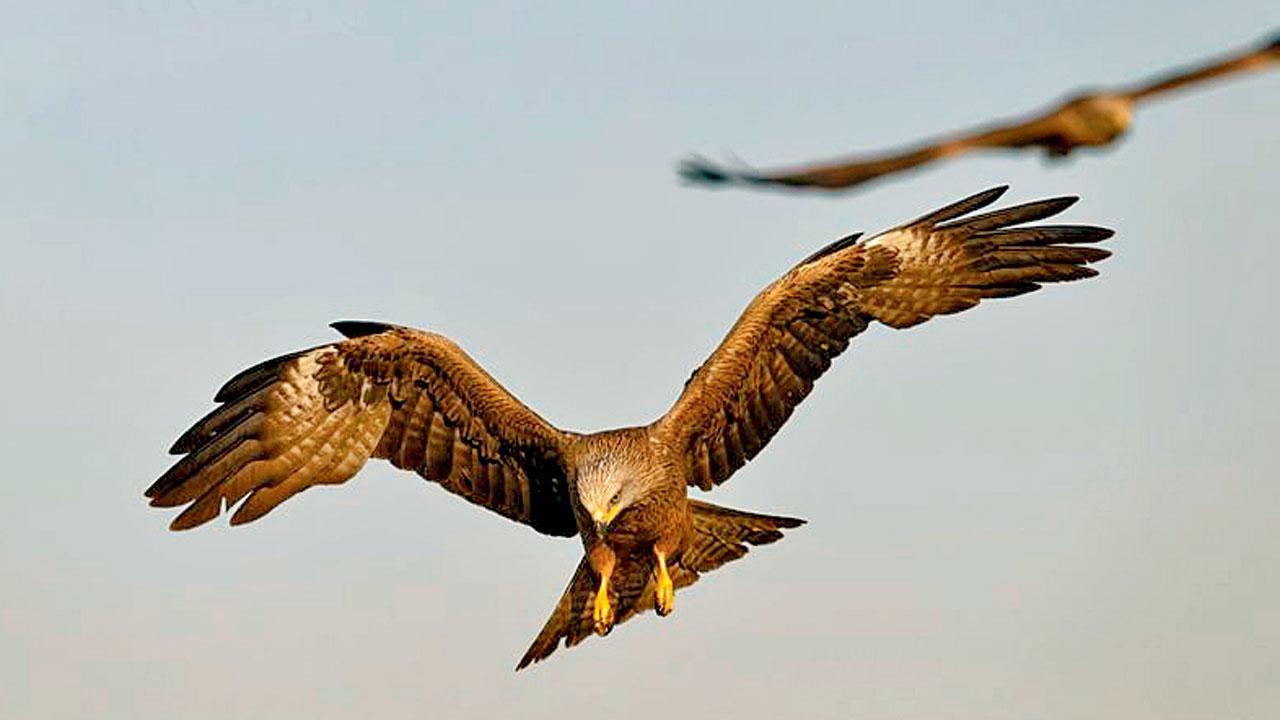 દર વર્ષે ૨૬ જાન્યુઆરી પહેલાં ભારતીય વાયુસેના સાથે મળીને આવું કરવામાં આવે છે જેથી ઓછી ઊંચાઈએ ઊડતાં ફાઇટર જેટ્સને પંખીઓ ટકરાવાનો ખતરો ઘટી જાય