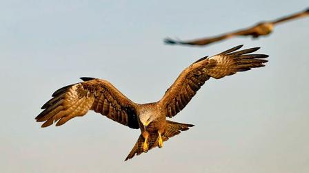 દર વર્ષે ૨૬ જાન્યુઆરી પહેલાં ભારતીય વાયુસેના સાથે મળીને આવું કરવામાં આવે છે જેથી ઓછી ઊંચાઈએ ઊડતાં ફાઇટર જેટ્સને પંખીઓ ટકરાવાનો ખતરો ઘટી જાય