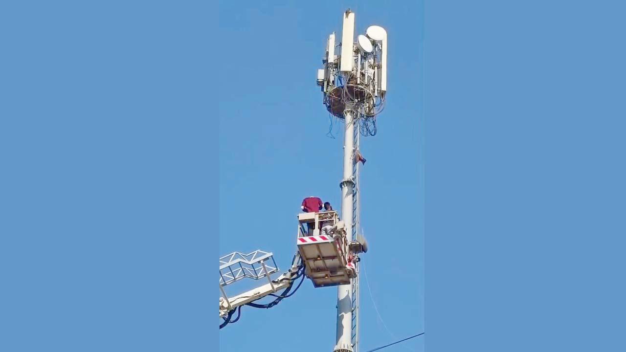 અમદાવાદમાં સમડીને બચાવી લેવા માટે ક્રેનનો ઉપયોગ કરવામાં આવ્યો હતો. 