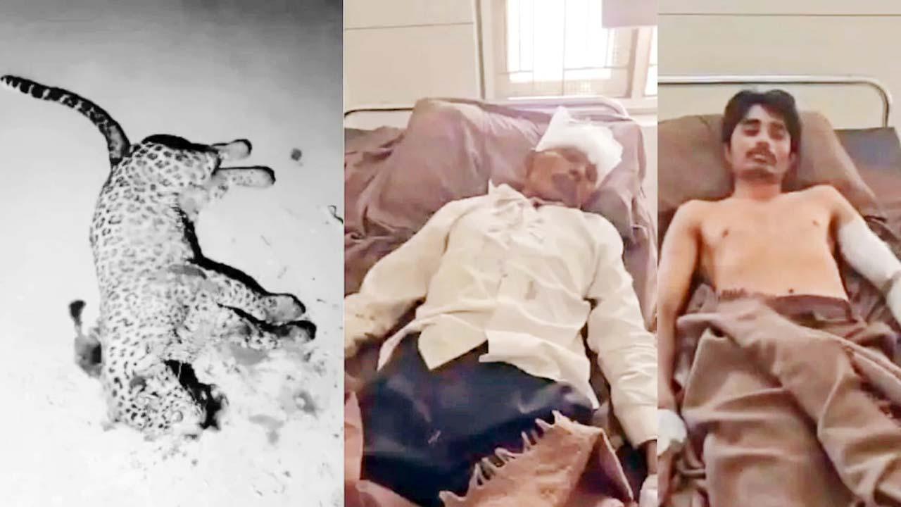 ઘાયલ બાપ-દીકરો અને મૃત્યુ પામેલો દીપડો.