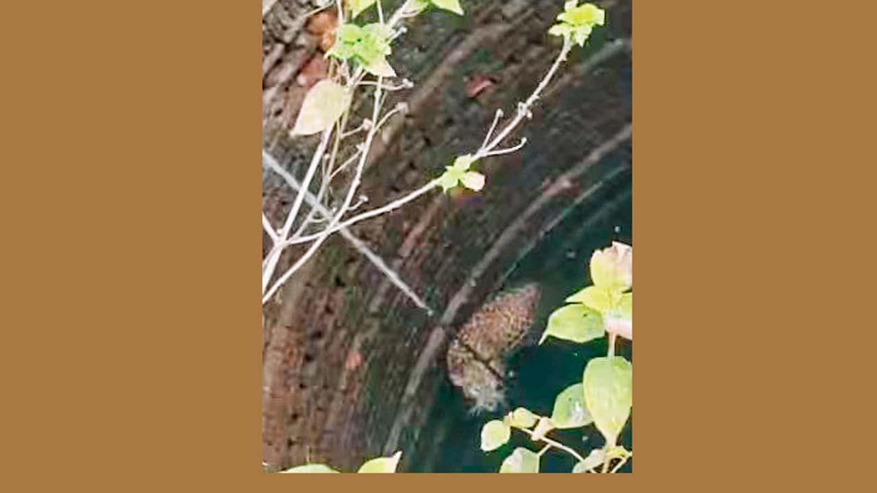 કૂવામાં પડી ગયેલો દીપડો.