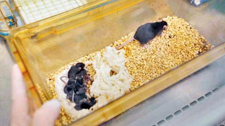 અંતરીક્ષમાં ઉંદરડી પ્રેગ્નન્ટ થઈ, ધરતી પર આવીને બચ્ચાં આપ્યાં