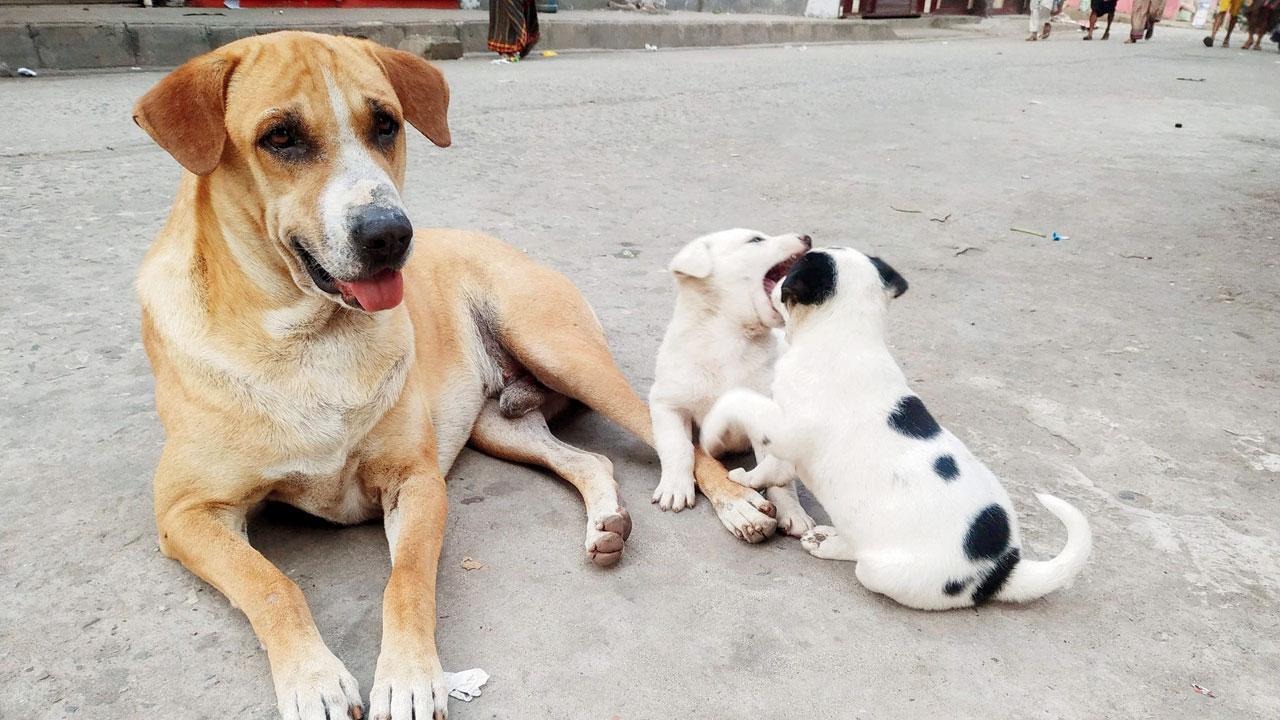 પ્રતીકાત્મક ફાઇલ તસવીર