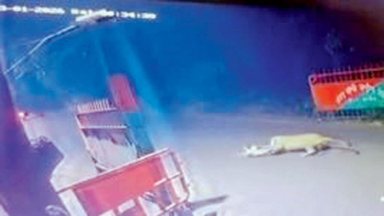 યેઉર પ્રવેશદ્વાર પર દીપડો કૂતરાને ઝાડીમાં ખેંચી ગયો હતો.