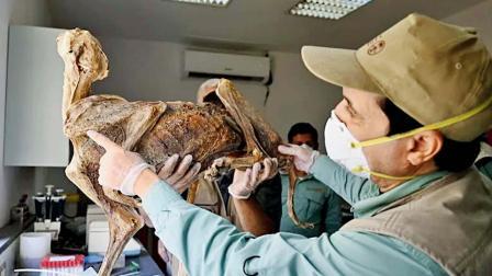 ચિત્તાઓનાં મમી