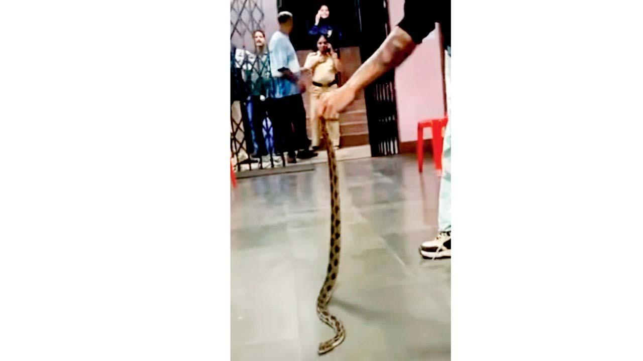 વાઇરલ વિડીયોમાંથી સ્ક્રીનશૉટ