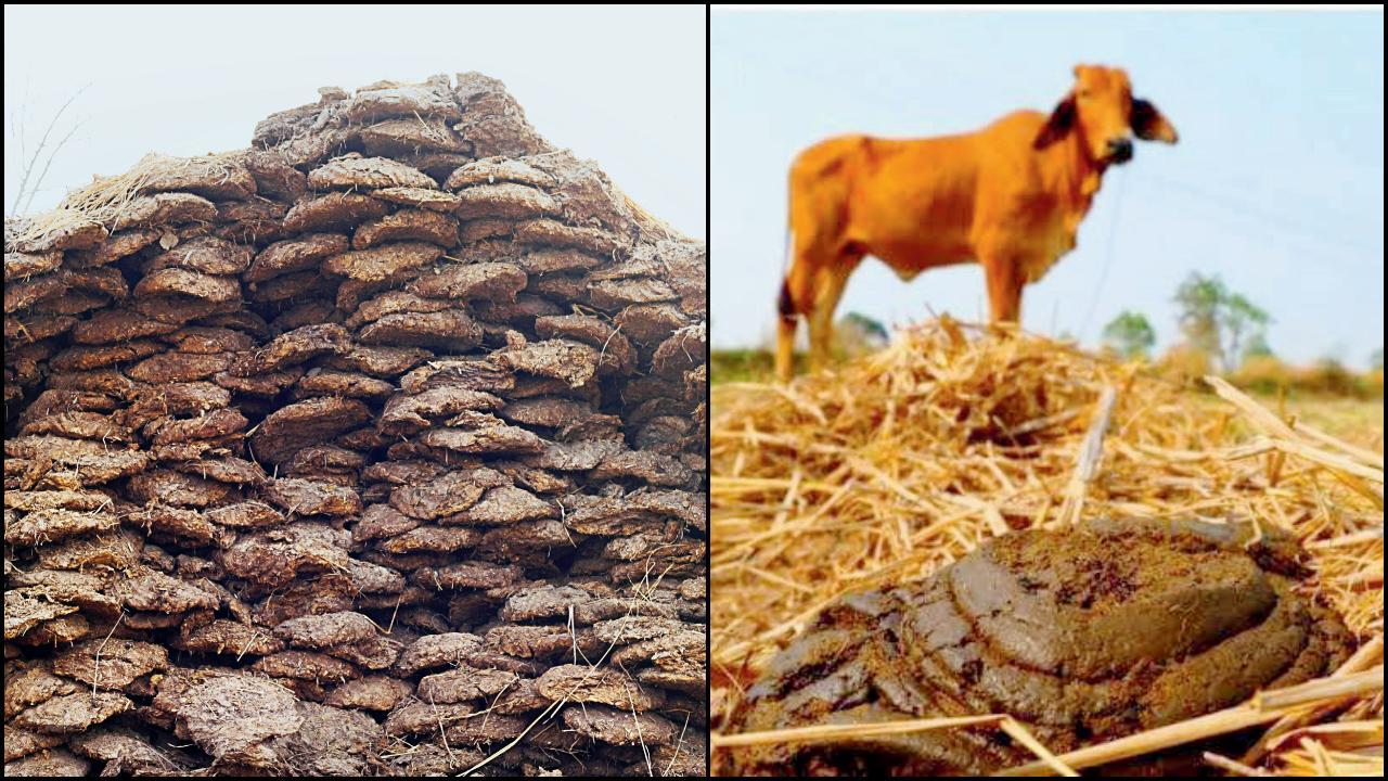 ગોબર દેશને કરોડોનું હૂંડિયામણ રળી આપે છે.