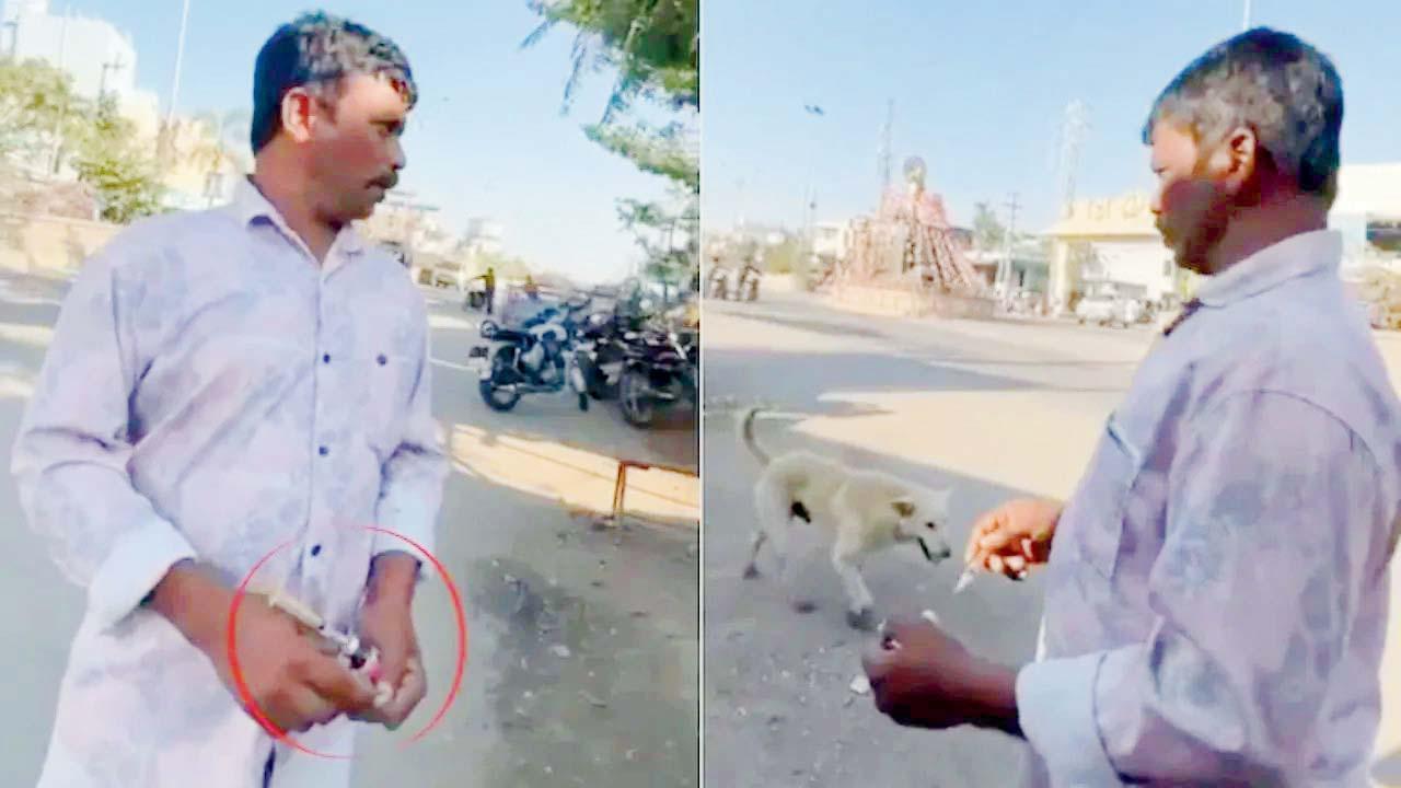 તેલંગણનાં કેટલાંક ગામોમાં કૂતરાઓને ઝેરી ઇન્જેક્શન્સ આપવામાં આવ્યાં હતાં.