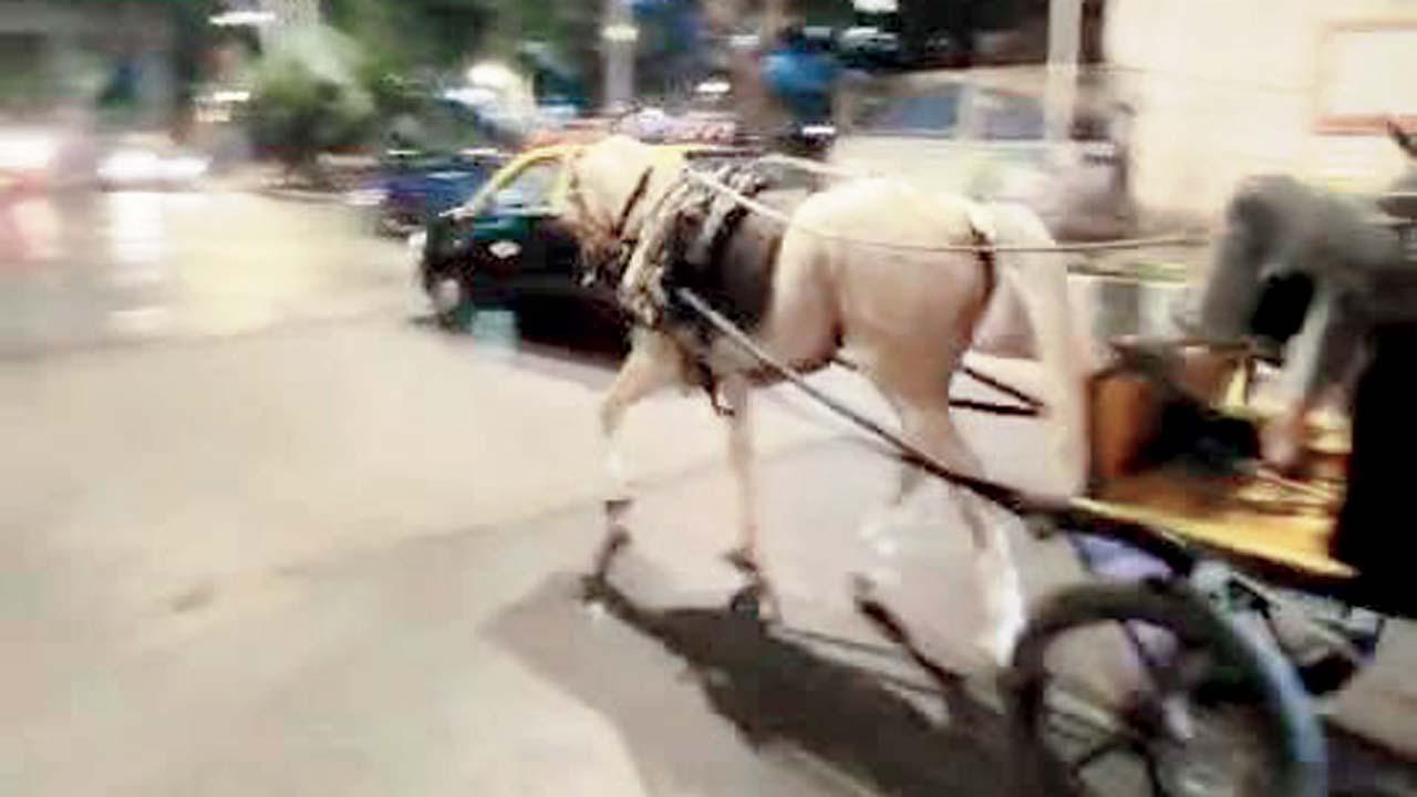 વાઇરલ વિડીયોમાંથી સ્ક્રીનશૉટ