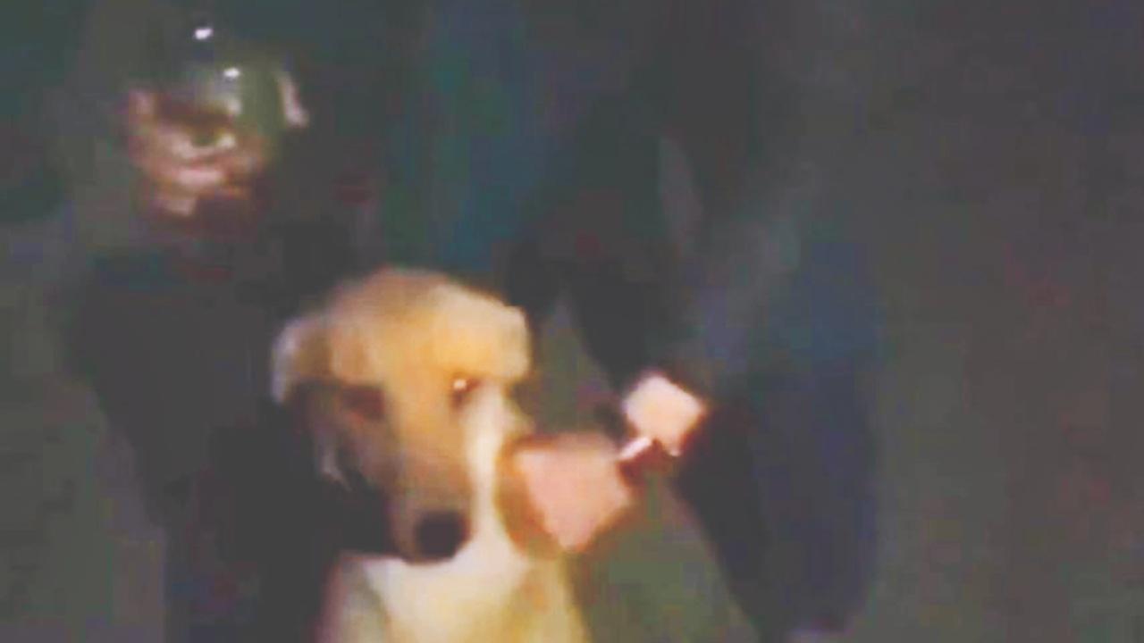 કૂતરાને પરાણે દારૂ પિવડાવનારા યુવક પર પ્રાણીપ્રેમીઓનો ગુસ્સો ફાટ્યો