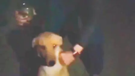 કૂતરાને પરાણે દારૂ પિવડાવનારા યુવક પર પ્રાણીપ્રેમીઓનો ગુસ્સો ફાટ્યો